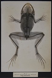 1897 sciagraph (X-ray photograph) of Pelophylax lessonae (then Rana Esculenta), from James Green & James H. Gardiner's "Sciagraphs of British Batrachians and Reptiles" James Green & James H. Gardiner - Sciagraphs of British Batrachians and Reptiles - 1897 - Rana Esculenta.jpg