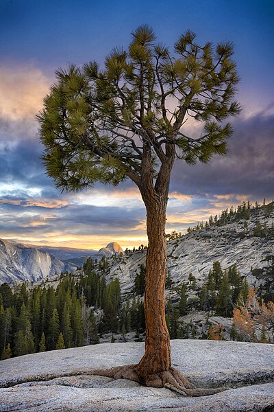 File:Jefferey Pine Standing Sentinel, Yosemite, June 2022 (52514624361).jpg