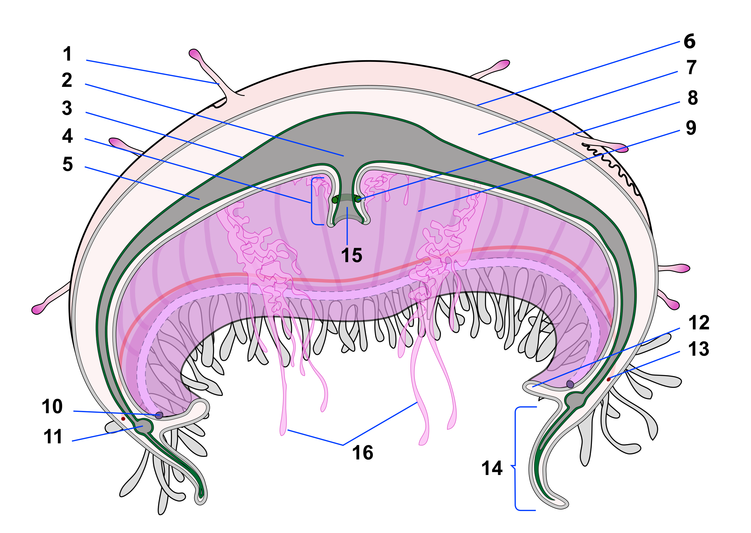 Download File Jellyfish Cross Section Numbered Svg Wikimedia Commons