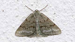 Pseudoterpnini Tribe of moths