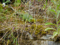 Lézard ocellé ♀ (Parc national des Picos de Europa, Espagne)