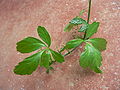 Miniatura para Gynostemma pentaphyllum
