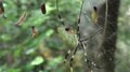 File:Joro spiders (Nephila clavata) in a park in Japan.webm