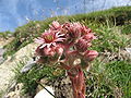 Une fleur de joubarbe des toits (Sempervivum tectorum) dans le Massif de la Vanoise.