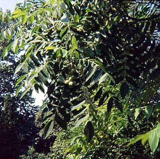 <i>Juglans ailantifolia</i> species of plant