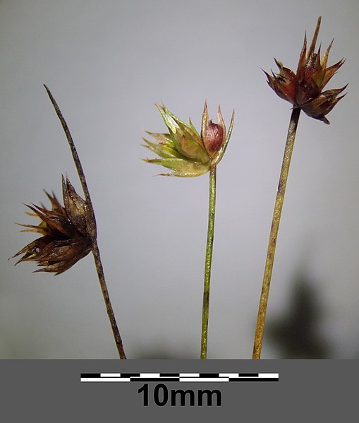 File:Juncus capitatus sl12.jpg