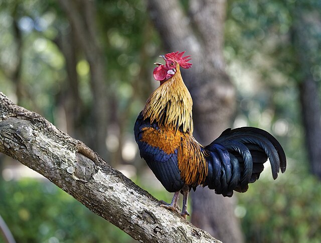Hãy chiêm ngưỡng hình ảnh một chú gà tuyệt đẹp, lông mượt và màu sắc rực rỡ. Chắc chắn bạn sẽ bị cuốn hút bởi vẻ đẹp độc đáo của chúng!