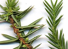 Juniperus virginiana - Wikipedia