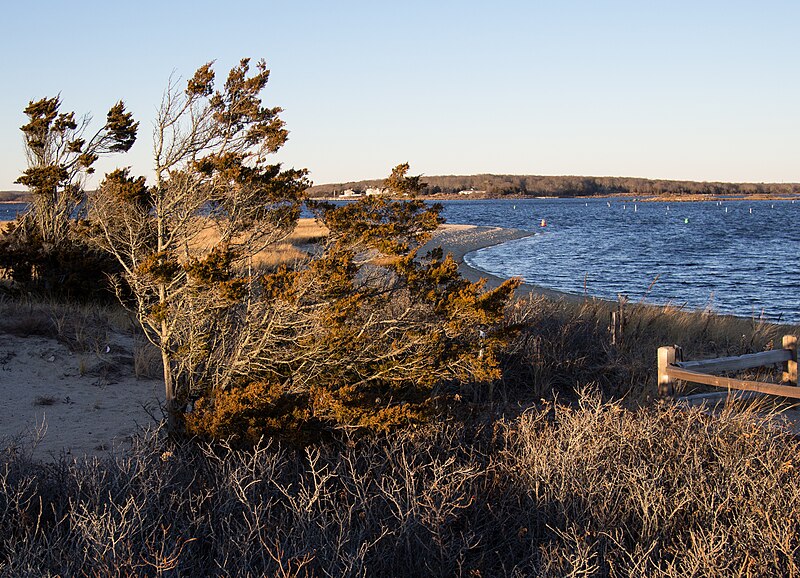 File:Juniper tree at Napatree Point (52422).jpg