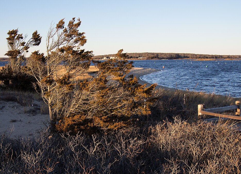 Juniper, Napatree Point, 2016-12