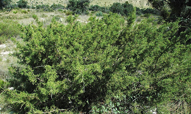 File:Juniperus pinchotii (redberry juniper) 1 (39927419072).jpg