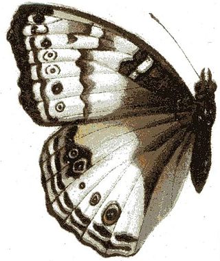<i>Junonia hadrope</i> Species of butterfly