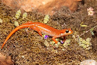 Luschans salamander Species of amphibian