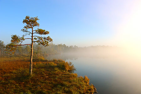 Kakerdaja bog at sunrise