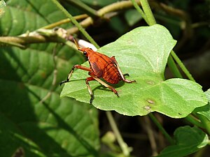 Kalidasa nymph