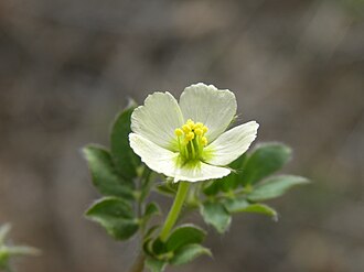 Kallstroemia pubescens Kallstroemia pubescens.JPG