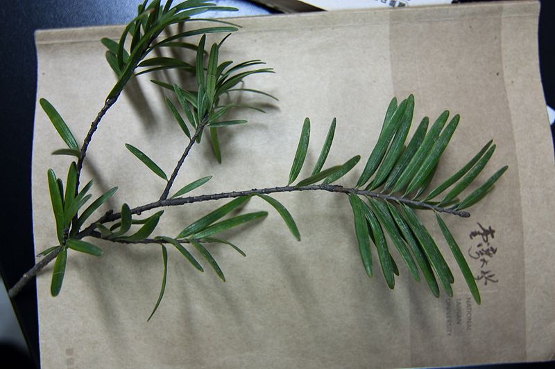 File:Keteleeria davidiana formosana foliage 2.jpg