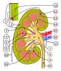 Miniatura per Còrtex renal