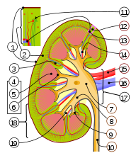 File:Kidney multilingual.svg