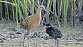 King Rail and young (8425426056).jpg