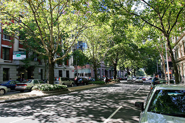 Trees surrounded by buildings, King Street