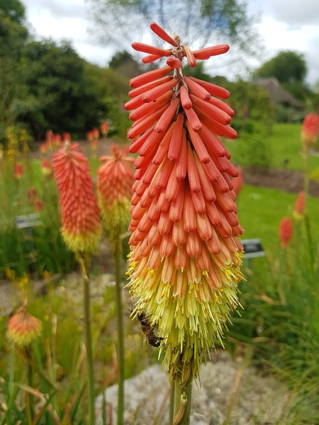 File:Kniphofia praecox DublBotGd 20220530 1.jpg