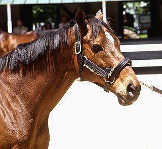 <span class="mw-page-title-main">Kona Gold</span> American-bred Thoroughbred racehorse