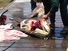 Pêche, industrie importante. Les poissons sont des mérous.