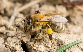 Abeille carniolienne avec poche de pollen