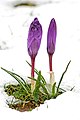 Crocuses appearing through the snow