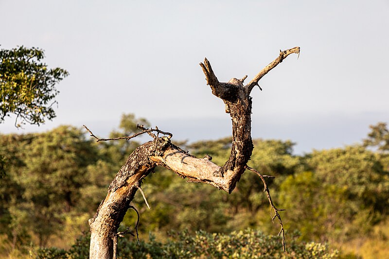 File:Kruger National Park (ZA), Natur -- 2024 -- 0052.jpg