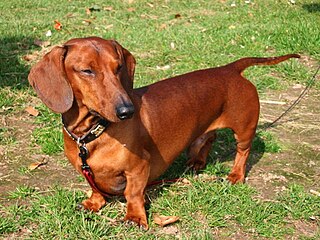 Der Dackel, auch Dachshund ode