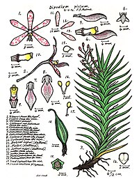 plate 034 Dipodium pictum