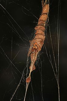 Labirin Orbweaver - Metepeira labyrinthea, Julie Metz lahan Basah, Woodbridge, Virginia.jpg