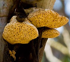 Laetiporus portentosus 59506.jpg