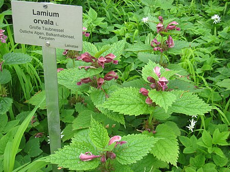 Lamium orvala