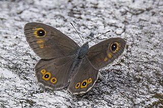 <i>Lasiommata maera</i> Species of butterfly