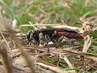 Larra zweifarbig in Paynes Prairie, Florida.jpg