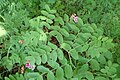 Lathyrus niger