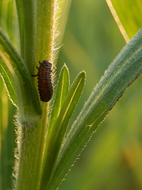 Unidentified Insect