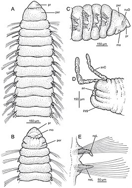 Leitoscoloplos lunulus