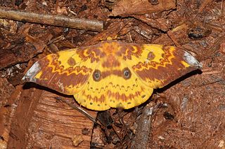 <i>Lemaireia</i> Genus of moths