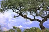 Leopard in a tree