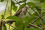 Miniatura para Leptotila pallida