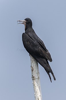 Lesser Frigatebird - Jakarta Bay MG 5563 (29696549022).jpg