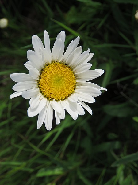 File:Leucanthemum vulgare 3.jpg