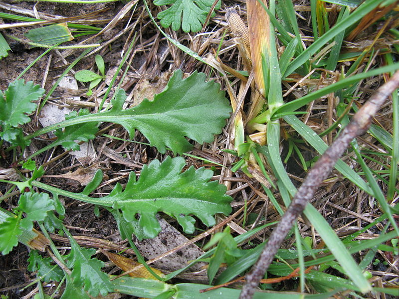 File:Leucanthemum vulgare leaf6 (14446364848).jpg