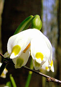 Leucojum vernum var. carpathicum