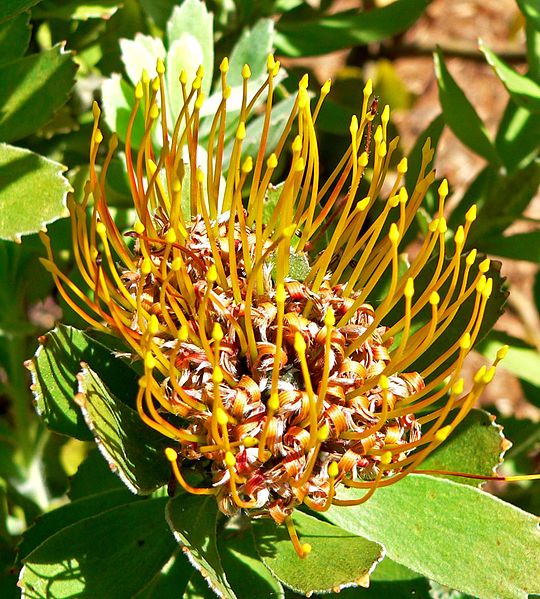 File:Leucospermum attenuatum 2.jpg