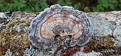 Libliktagel Trametes versicolor